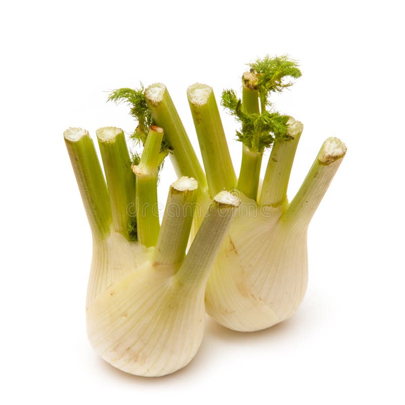 Fennel Vegetable Bulbs on White Stock Photo Image of finocchio, bulb