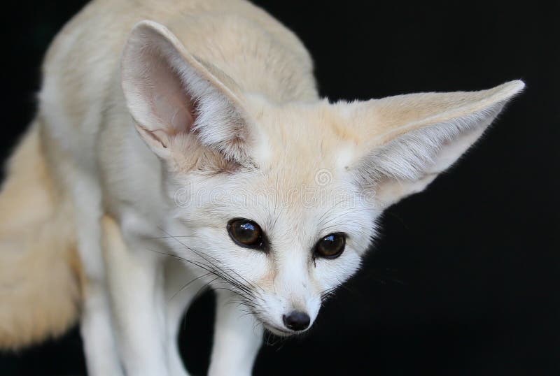 Fennic Desert Fox with Large Ears Stock Image Image of large