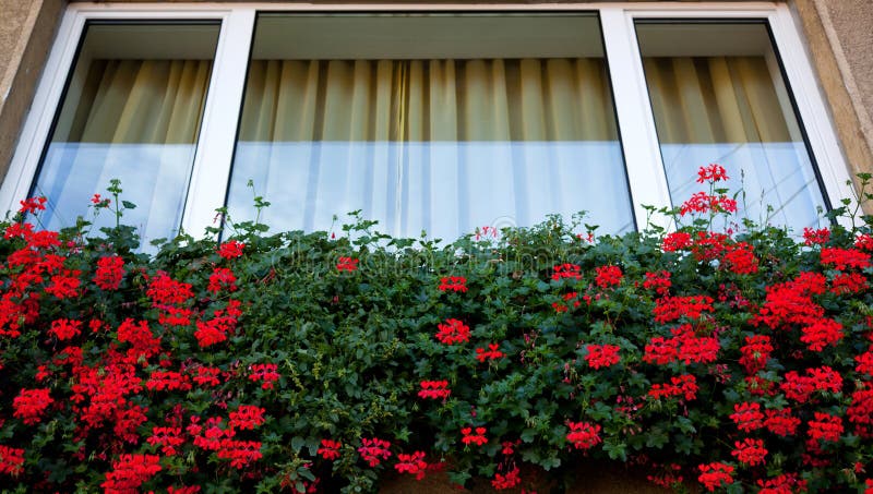 Fensterblumen lizenzfreie stockfotografie Fensterblumen lizenzfreie stockfotografie