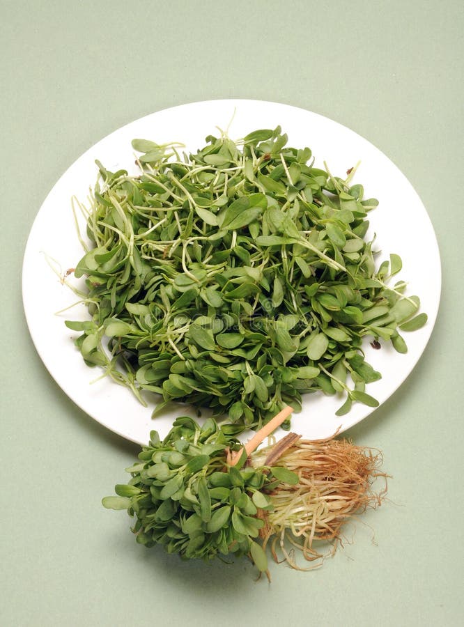 Fenugreek leaves stock photo. Image of fenugreek, plant 16972396