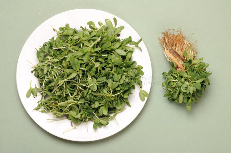 Fenugreek leaves stock photo. Image of fenugreek, plant 16972396