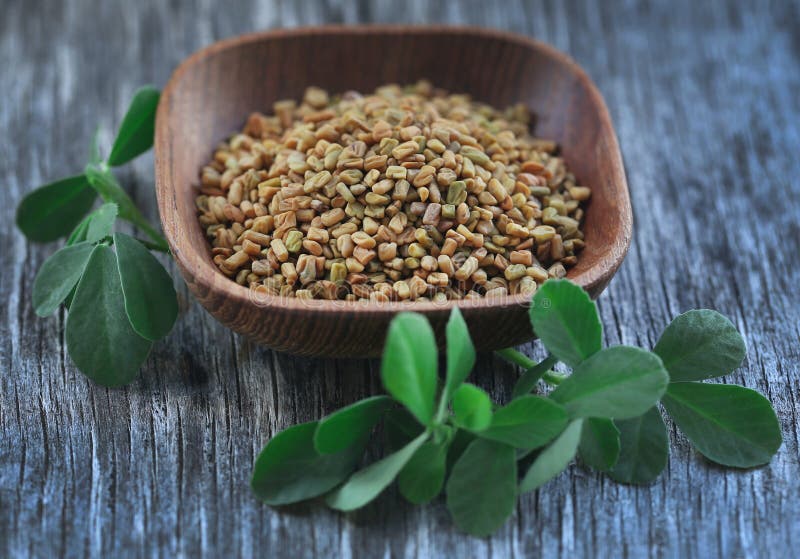Fenugreek Seeds with Green Leaves Stock Photo Image of food
