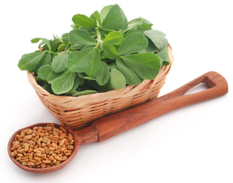 Fenugreek Seeds with Oil in Bottle Stock Photo Image of tasty, bowl