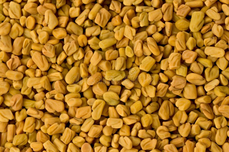 Fenugreek Seeds (Trigonella Foenumgraecum) Stock Photo Image of