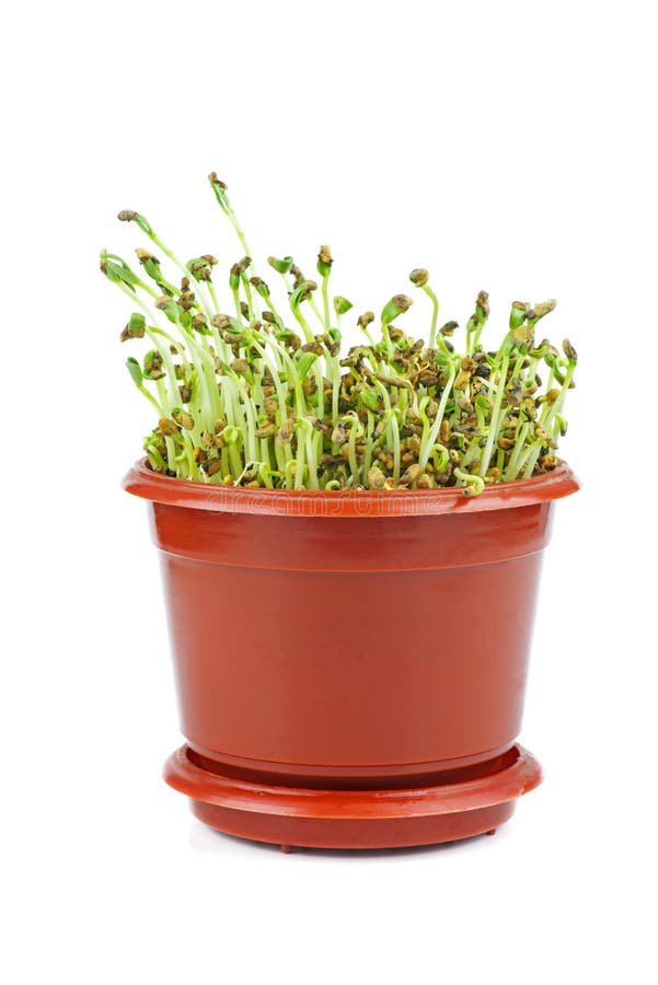 Microgreen Food Green Alfalfa Sprouts on Fresh Slices of Wholegrain