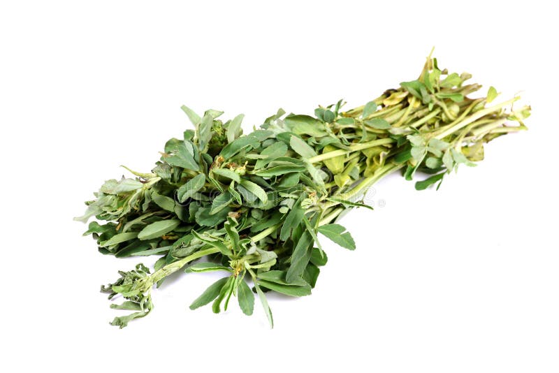 Fenugreek φύλλα στοκ εικόνες