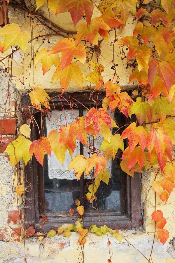 Fenêtre de cottage avec les feuilles colorées automnales de vigne photo libre de droits Fenêtre de cottage avec les feuilles colorées automnales de vigne photo libre de droits
