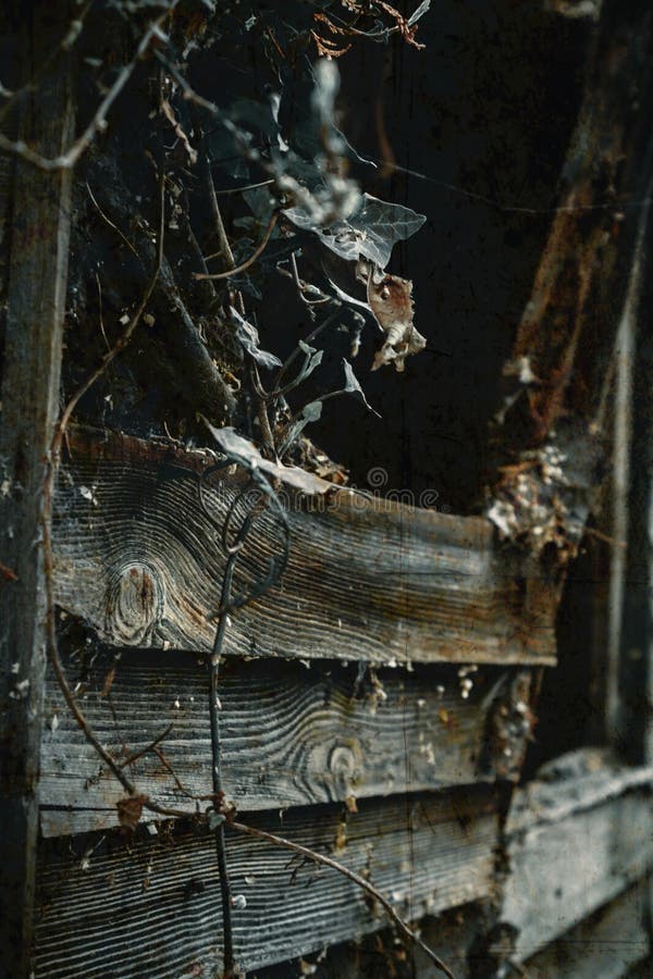 Fenêtre fantasmagorique avec des toiles d'araignée et le lierre photo libre de droits Fenêtre fantasmagorique avec des toiles d'araignée et le lierre photo libre de droits