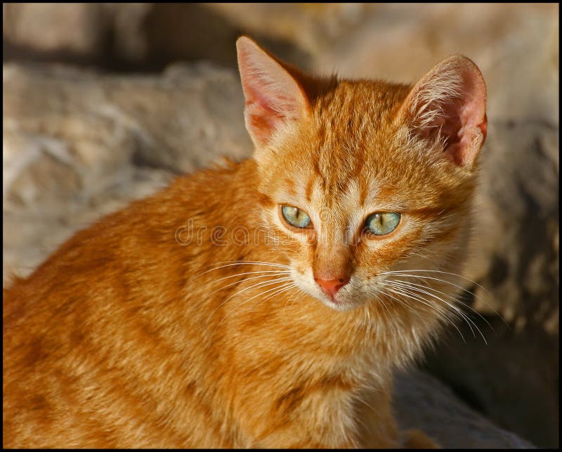 feral cats download feral cats download