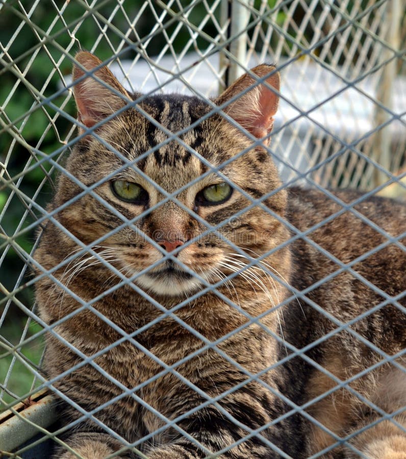 A feral cat in a cage stock photo. Image of feline, cage 78535382