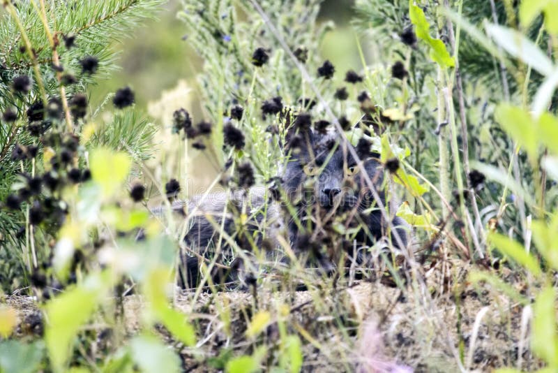 Feral dark gray color cat lurking in grass