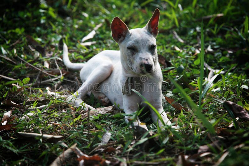 download feral dogs download feral dogs