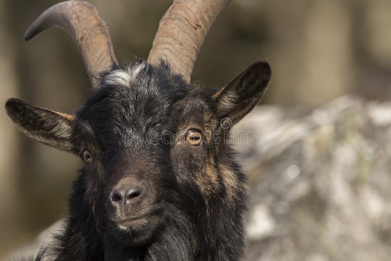 Feral goat portrait with Autumn colour background