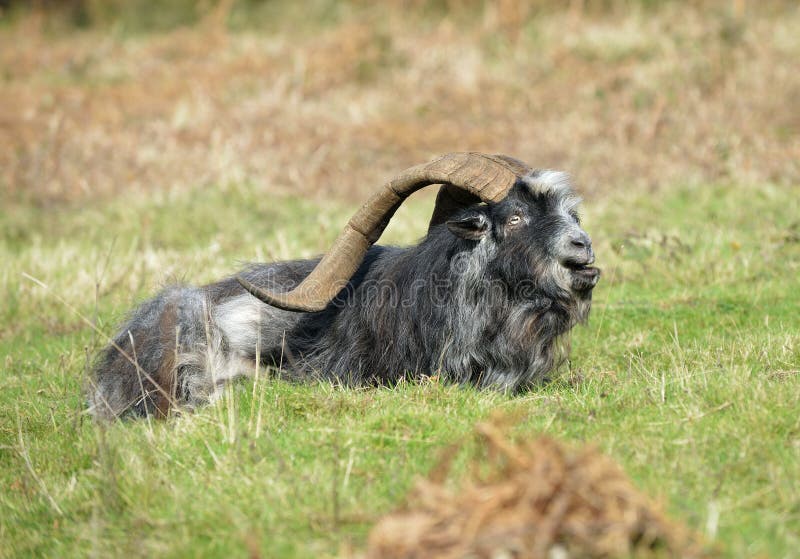 Feral Goat selvagem fotos de stock royalty free Feral Goat selvagem fotos de stock royalty free
