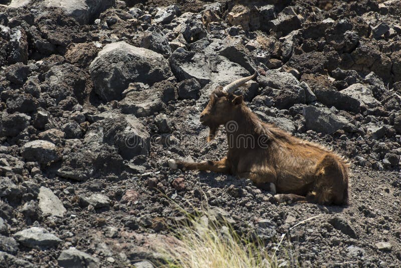 Feral Goats in Hawaii stock photo. Image of billy, island 64684754