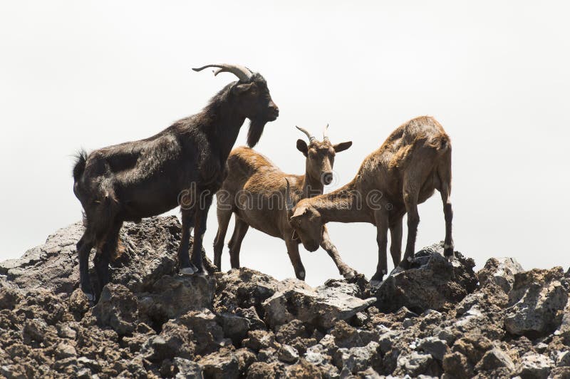 Feral Goats In Hawaii Stock Photo Image 64684839
