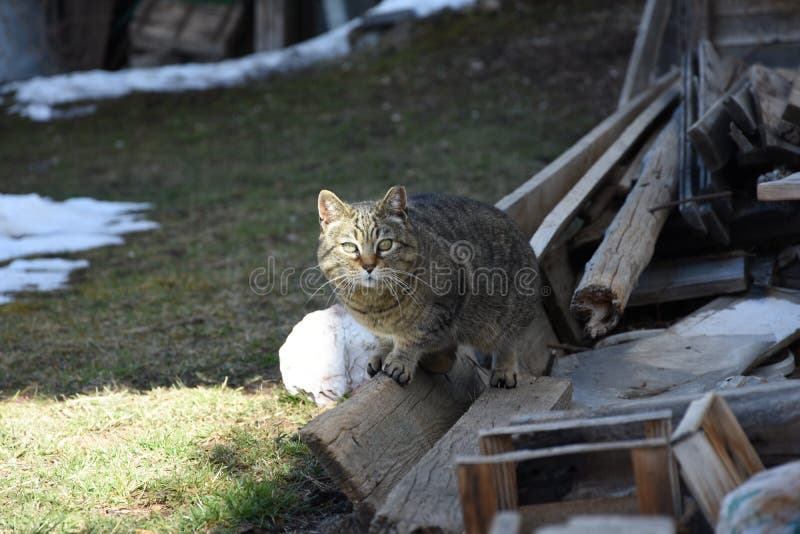 Feral tabby cat arkivfoto Feral tabby cat arkivfoto