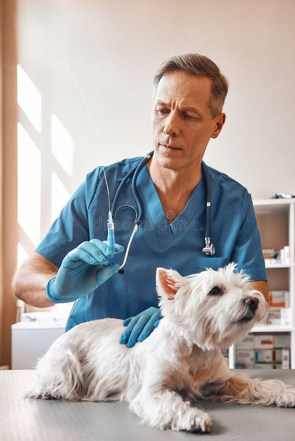 Ferirá um pequeno Um meio envelheceu o veterinário masculino no uniforme do trabalho está a ponto de dar uma injeção a um cão peq imagem de stock royalty free Ferirá um pequeno Um meio envelheceu o veterinário masculino no uniforme do trabalho está a ponto de dar uma injeção a um cão peq imagem de stock royalty free