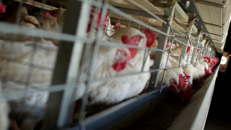 Ferme avicole pour des poulets d'élevage et des oeufs, poulets picotant l'alimentation, plan rapproché, poules d'usine, organique