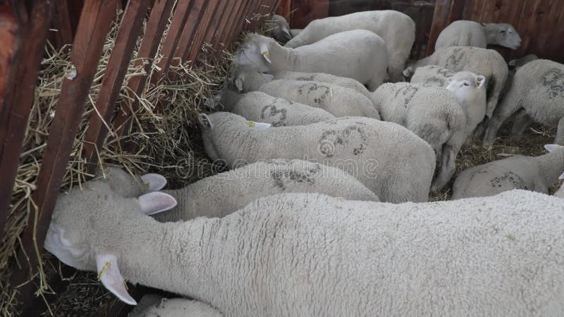 Ferme d'alimentation de moutons