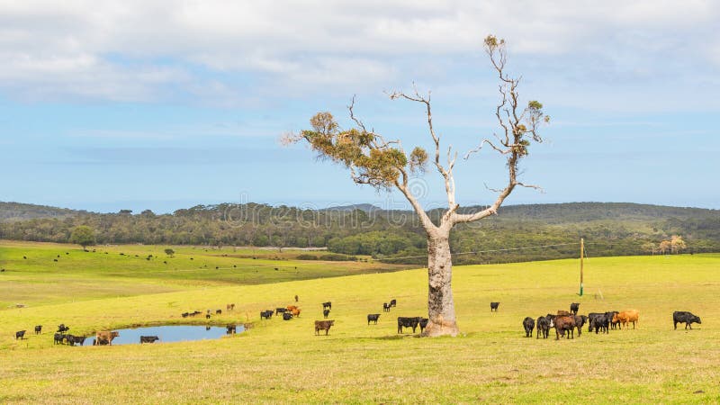 Ferme de bétail australienne images libres de droits Ferme de bétail australienne images libres de droits
