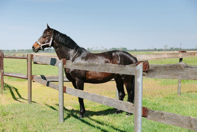 Ferme de cheval du Kentucky, paysage de ranch photographie stock Ferme de cheval du Kentucky, paysage de ranch photographie stock