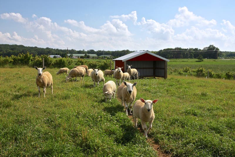 Ferme de moutons images libres de droits Ferme de moutons images libres de droits