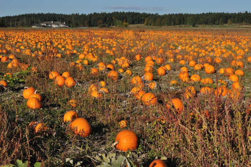 Ferme de potiron photo stock. Image du potiron, ferme - 13620186