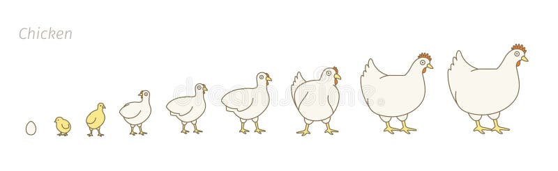 Ferme de poulet Étapes d'ensemble de croissance de volaille Volaille de multiplication Production de poule Augmenter de poulet Le illustration libre de droits Ferme de poulet Étapes d'ensemble de croissance de volaille Volaille de multiplication Production de poule Augmenter de poulet Le illustration libre de droits