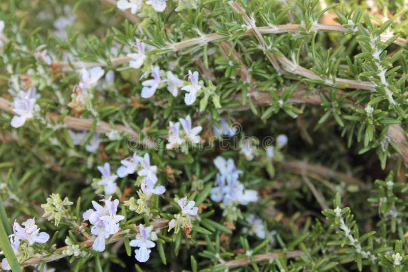 Fermer de nombreuses fleurs bleues de romarin image libre de droits Fermer de nombreuses fleurs bleues de romarin image libre de droits