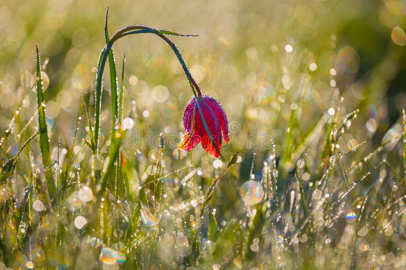 Fermer fleur de tulipe sauvage dans une herbe image libre de droits