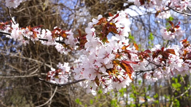 Fermer la branche de fleur de cerisier au printemps banque de vidéos