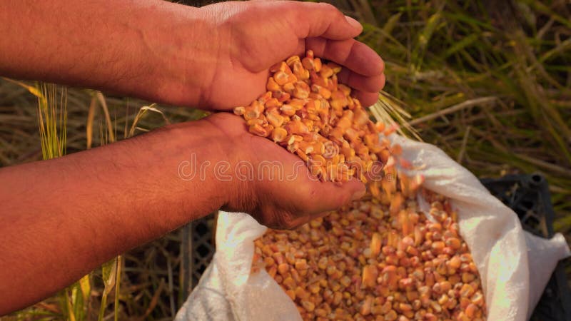 Fermer le grain CORN dans une main après la bonne récolte de l'agriculteur qui réussit banque de vidéos