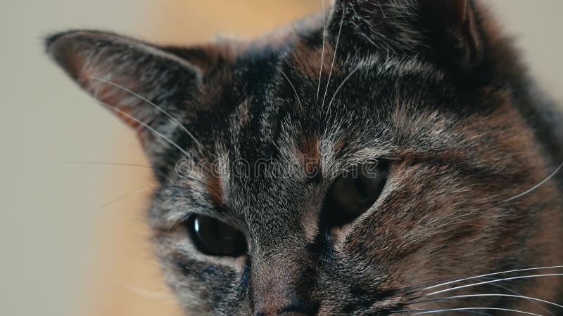 Fermer le visage des chats en suivant un objet et en bougeant la tête et les yeux clips vidéos