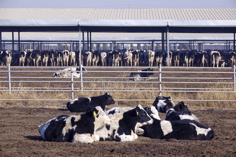 The scenery of dairy cattle farms. The scenery of dairy cattle farms