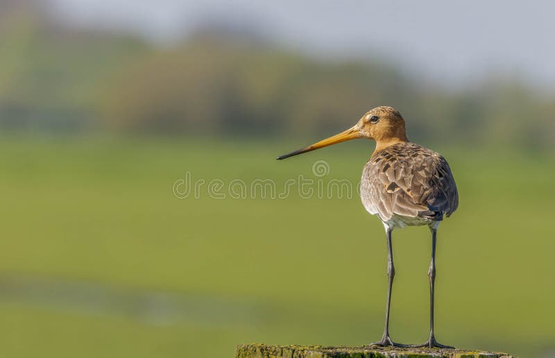 Fermeture d'un godwit à queue noire perché sur un poteau en bois dans un vert luxuriant. Un closep d'un godwit à queue noire perché sur un poteau en bois dans un vert verdoyant avec un fond flou