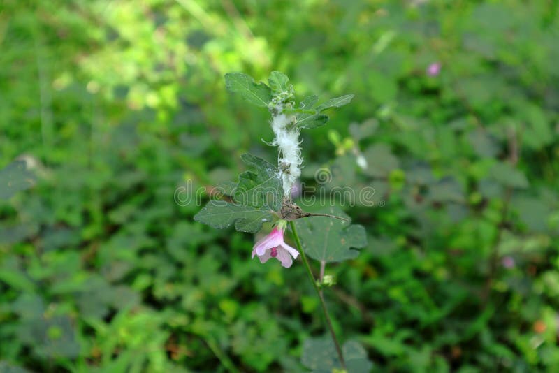 Fermeture d'une branche urena lobata d'herbe césaire avec une fleur photos libres de droits