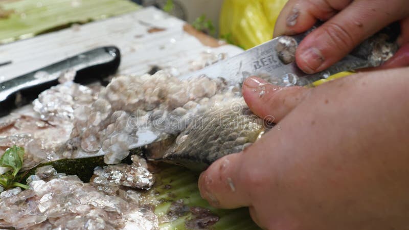 Fermeture d'une femme nettoyage à la main d'un poisson frais avec un couteau. mouvement lent. nettoyage du poisson vivant. prépara banque de vidéos