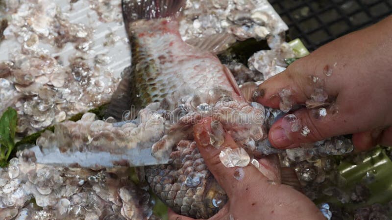 Fermeture d'une main avec un couteau nettoyant un poisson frais. mouvement lent. nettoyage du poisson vivant. préparation pour la clips vidéos