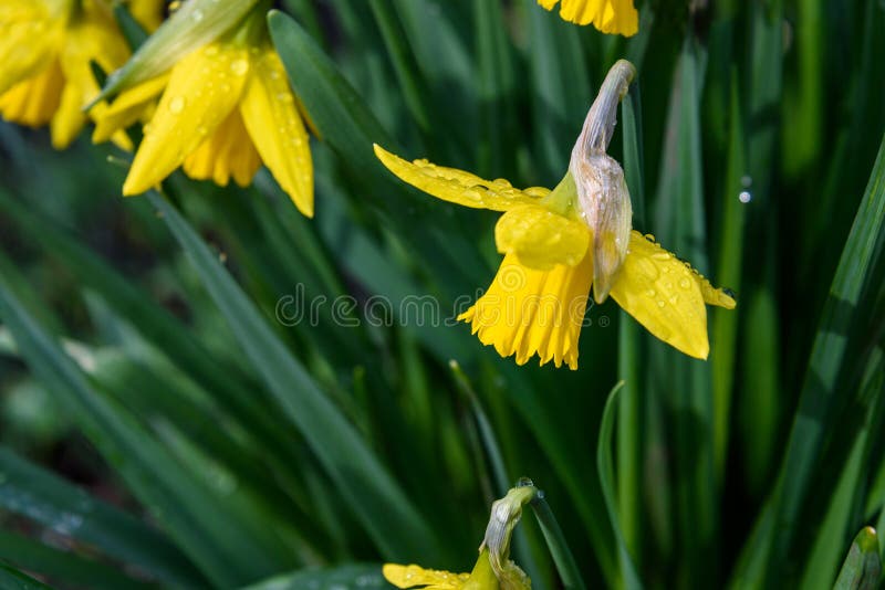 Fermeture De Jonquilles Jaune Vif Heureux En Pleine Floraison Après La  Pluie Image stock - Image du bourgeon, pluie: 215036705