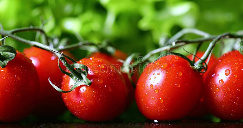 Fermeture de tomate de cerise fraîche avec gouttes d'eau et laitue verte en arrière-plan Coup de Dolly