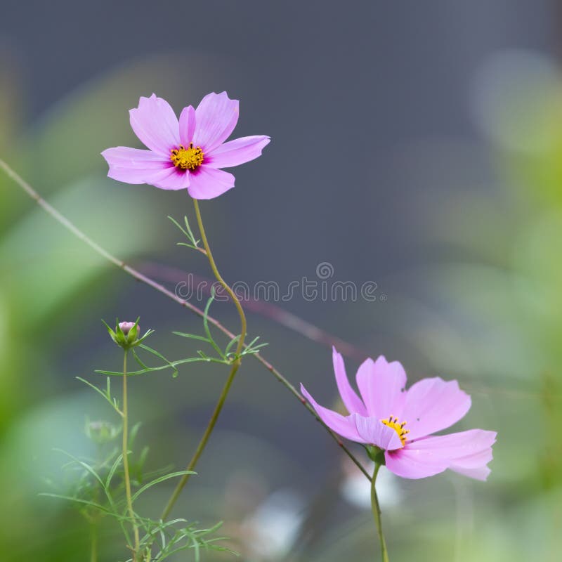 Fermeture des fleurs d'un jardin cosmos Cosmea bipinnata image libre de droits Fermeture des fleurs d'un jardin cosmos Cosmea bipinnata image libre de droits