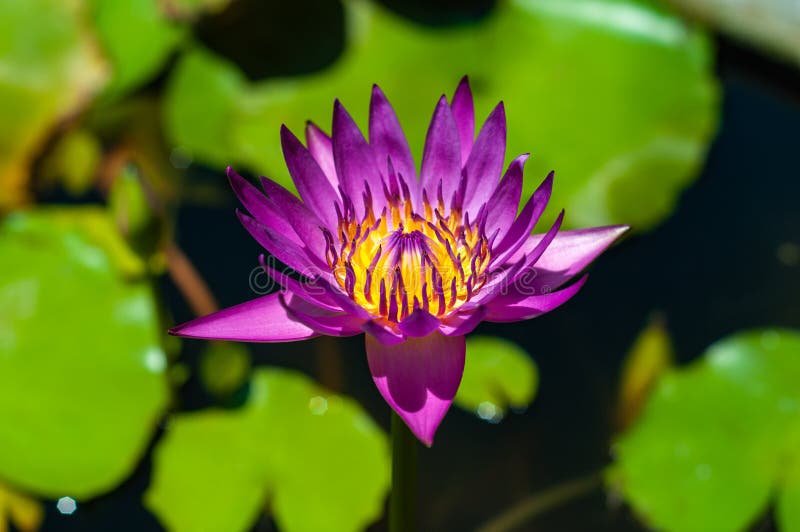 Fermeture du pollen de carpel jaune dans le violet Lotus ou la fleur de lys d'eau