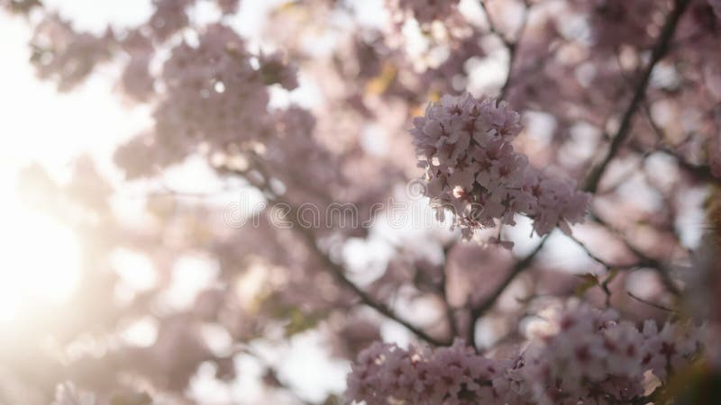 Fermeture lente de la fleur de cerisier sakura au printemps clips vidéos