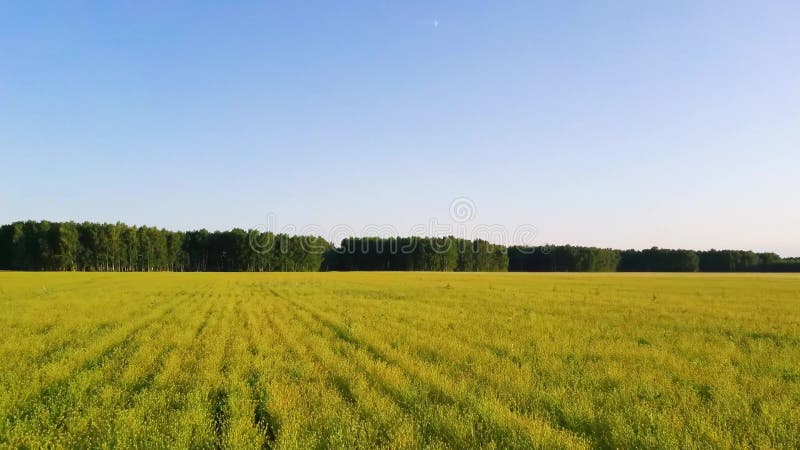 Fermeture Vue aérienne 4k de résolution Champ de fleurs de colza jaune sur fond de nuages bleus