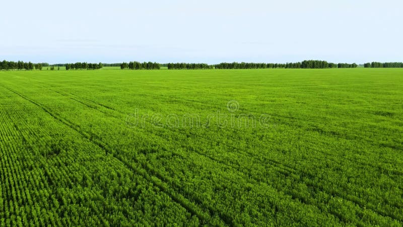 Fermeture Vue aérienne résolution 4k Terrain de riz herbe verte ciel bleu nuage nuage paysage nuageux arrière-plan