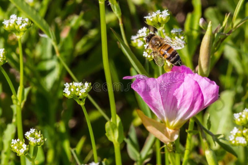 Fermez de Honey Bee Emerging From un Wildflower simple de primevère de Texas Pink Evening /Showy photographie stock libre de droits Fermez de Honey Bee Emerging From un Wildflower simple de primevère de Texas Pink Evening /Showy photographie stock libre de droits