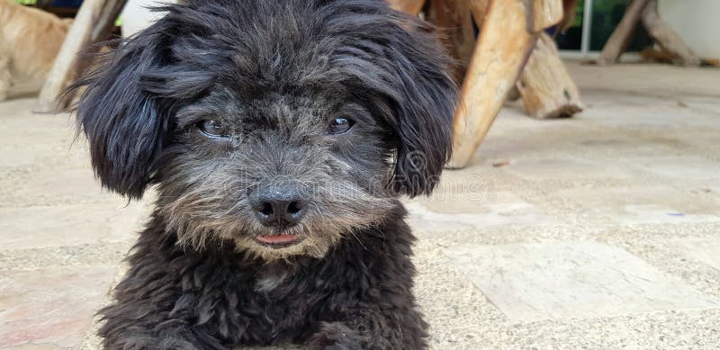 Fermez le visage du chien noir chih tzu qui regarde et qui est assis sur le sol image stock Fermez le visage du chien noir chih tzu qui regarde et qui est assis sur le sol image stock