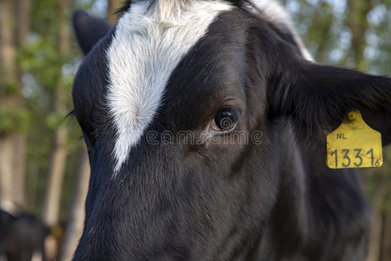 Fermez le visage, l'oeil, d'une vache Holstein noire et blanche, écusson jaune, éclat blanc sur son front images stock Fermez le visage, l'oeil, d'une vache Holstein noire et blanche, écusson jaune, éclat blanc sur son front images stock