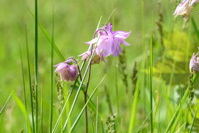 Fermez les fleurs roses claires d'Aquilegia Vulgaris, les fleurs européennes de colonnes dans le jardin lors d'une journée ensole image stock Fermez les fleurs roses claires d'Aquilegia Vulgaris, les fleurs européennes de colonnes dans le jardin lors d'une journée ensole image stock